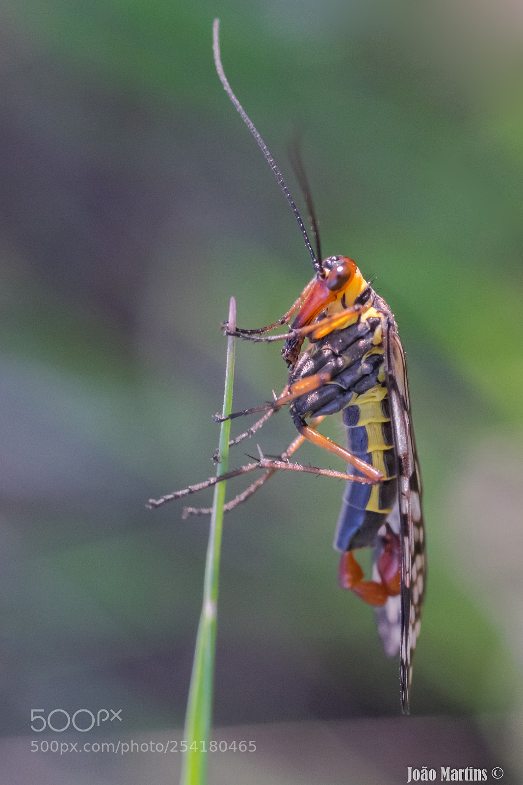 Fujifilm X-T1 sample photo. Mecoptera photography