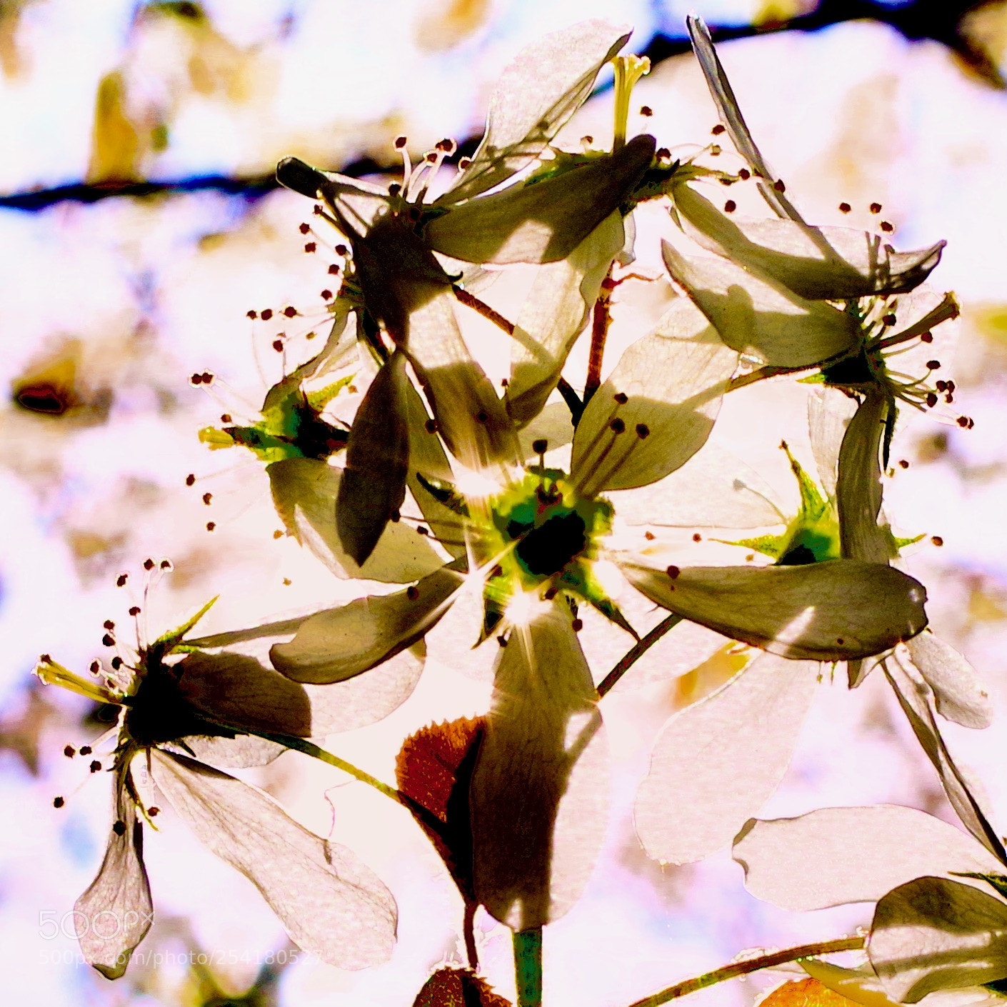 Pentax K-1 sample photo. Spring blossom light photography