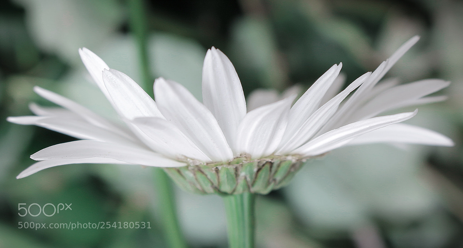 Canon EOS 100D (EOS Rebel SL1 / EOS Kiss X7) sample photo. Marguerite photography