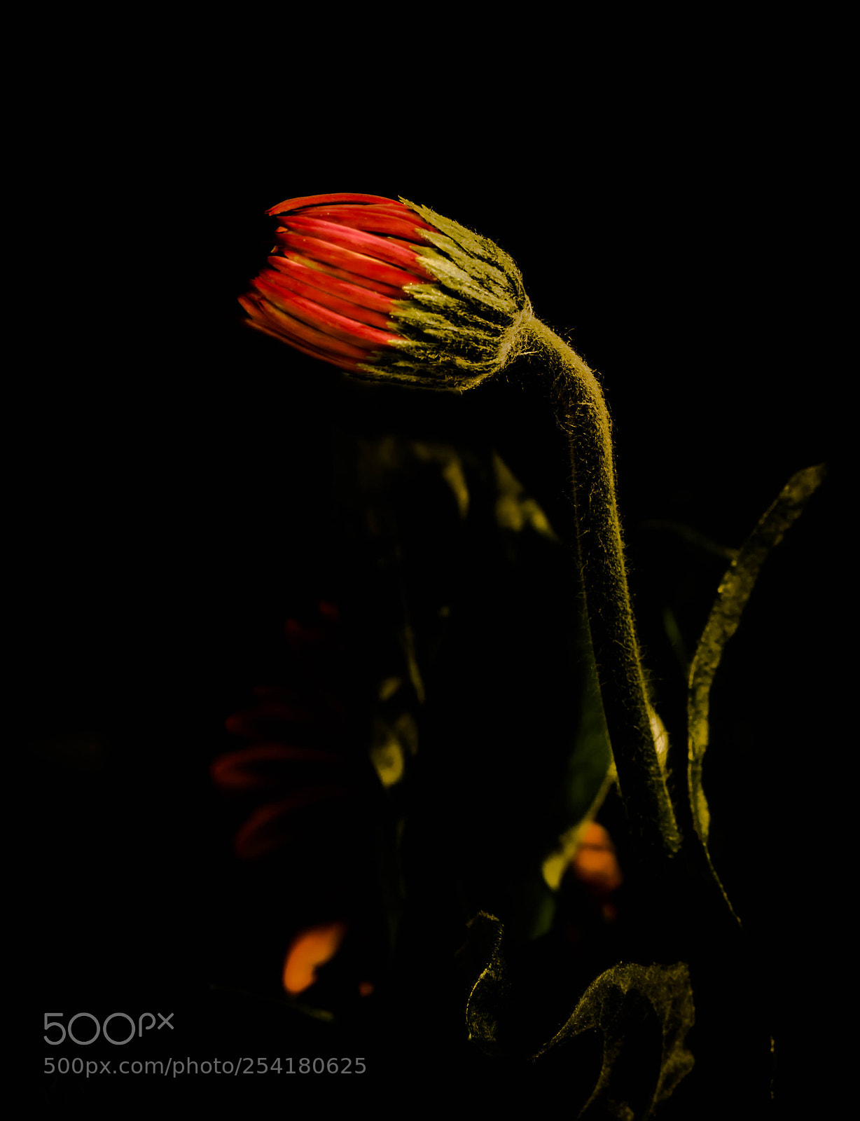 Nikon D5300 sample photo. Red flower bud on photography