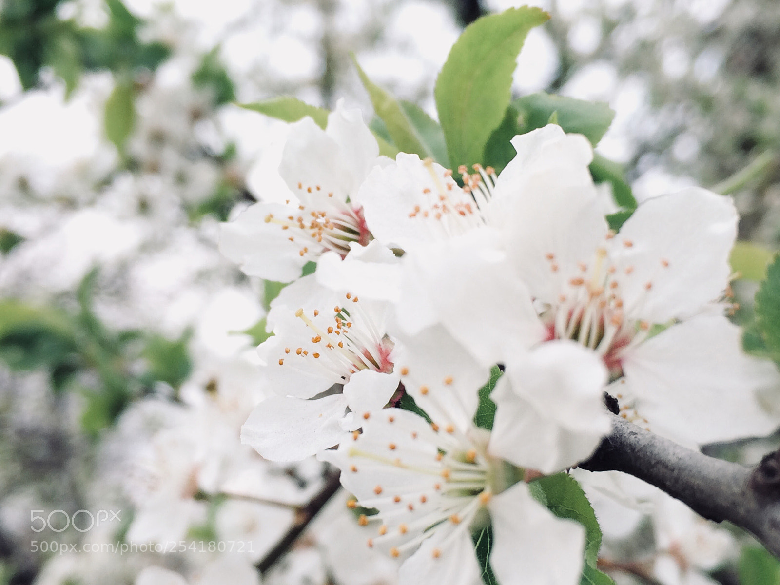 Apple iPhone 5s sample photo. Attractive  photography