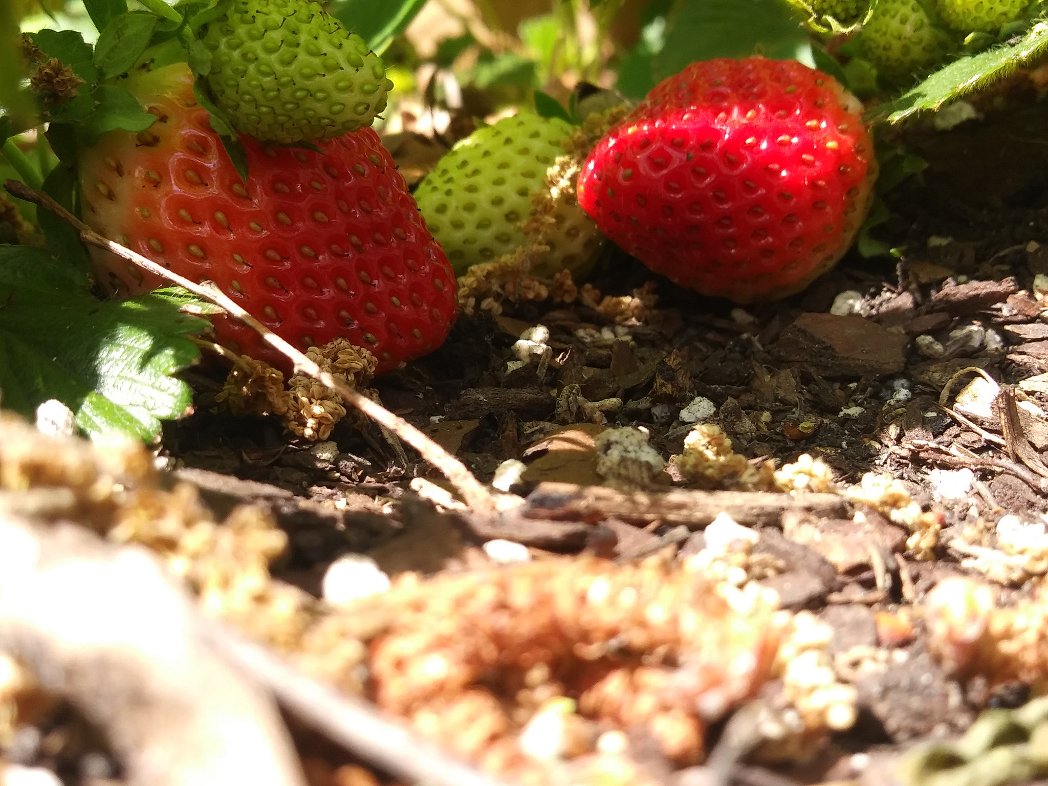 LG K8(2018) sample photo. Strawberries photography