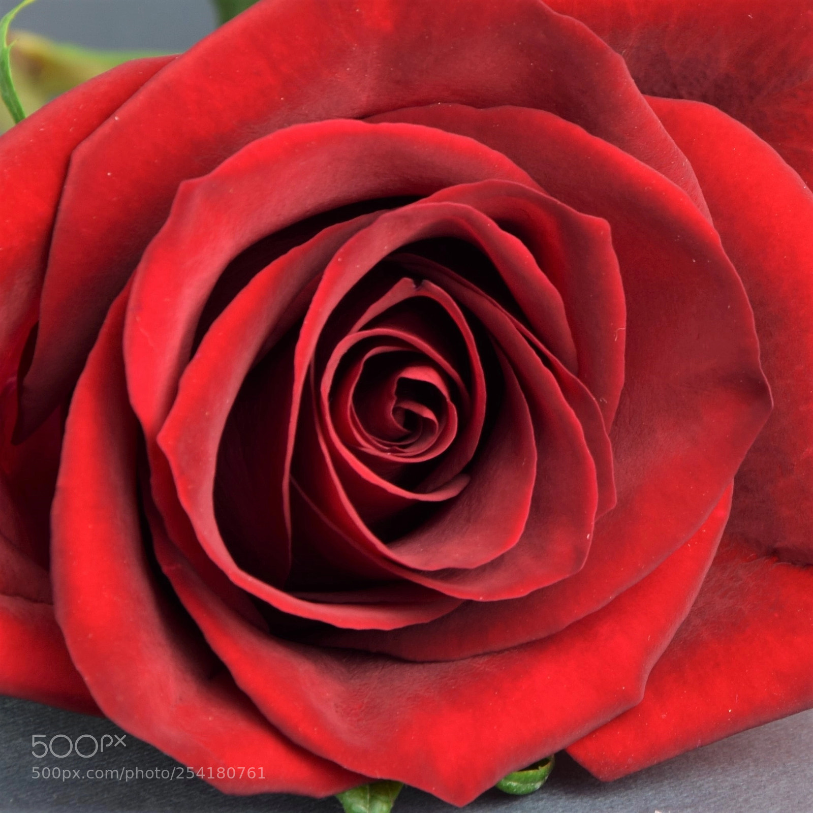 Nikon D3300 sample photo. Rose photography