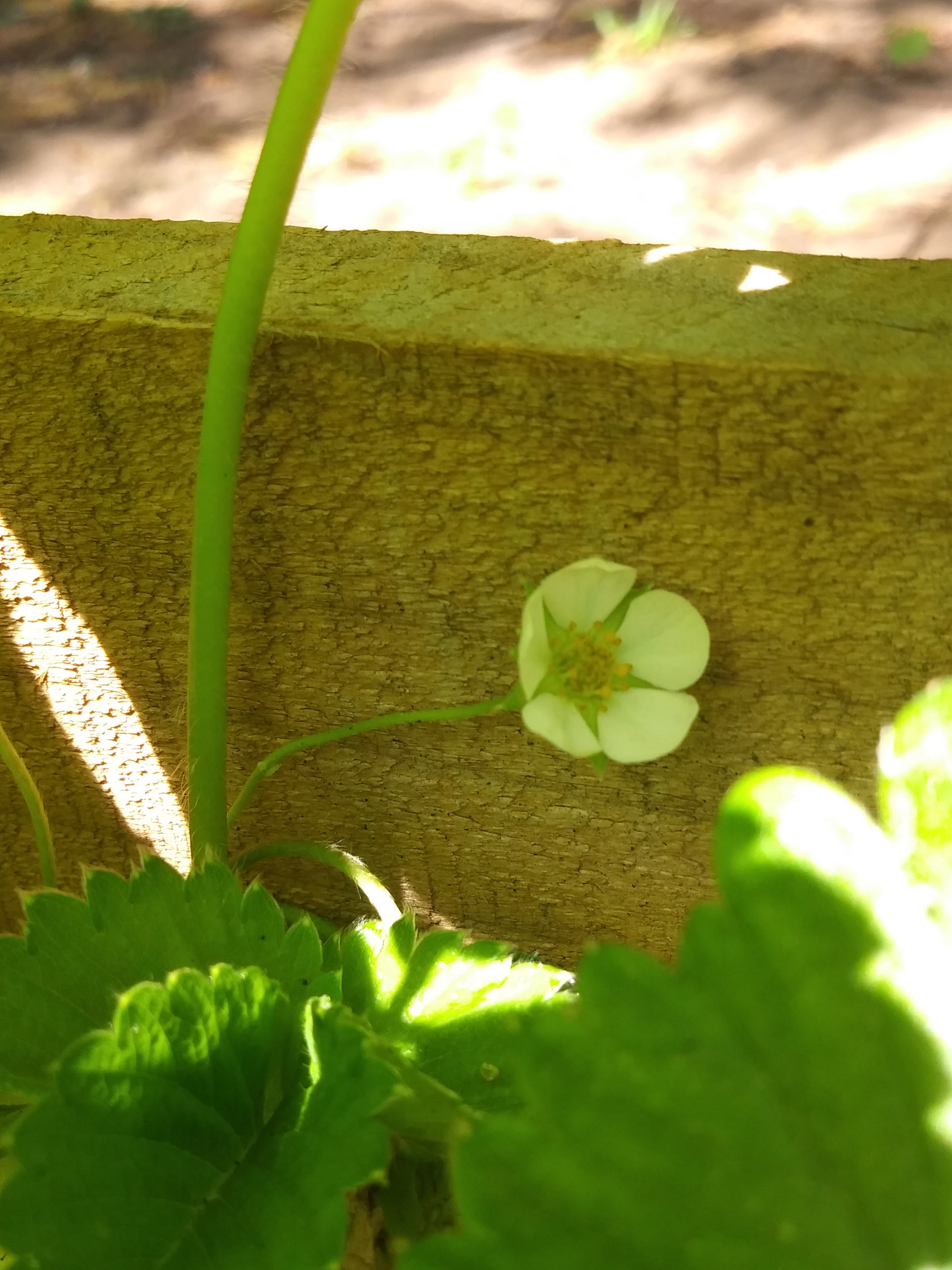LG K8(2018) sample photo
