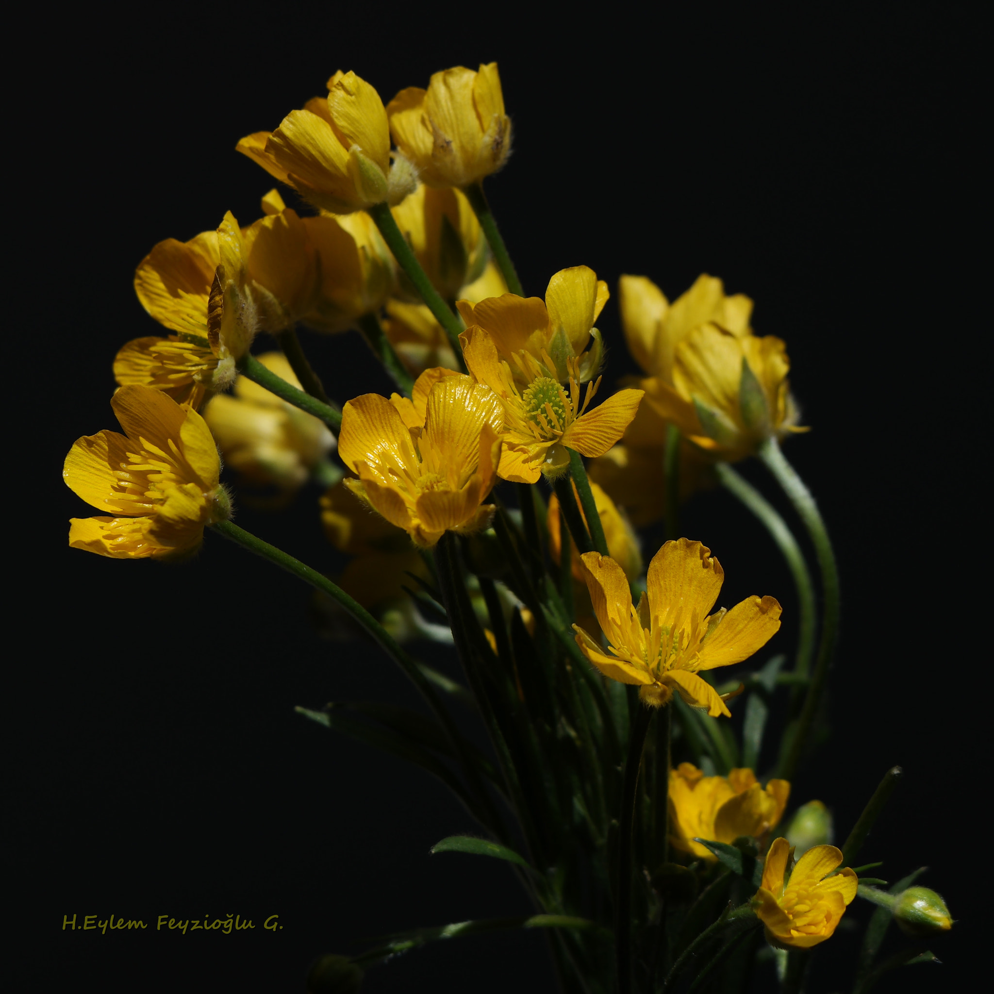 Samsung NX2000 sample photo. Flowers photography