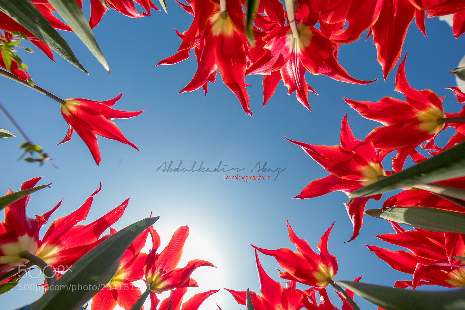 Canon EOS 5D Mark IV sample photo. Tulips photography