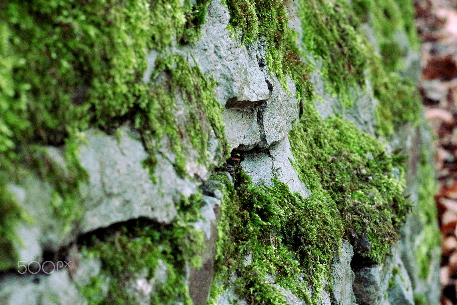 Canon EOS 100D (EOS Rebel SL1 / EOS Kiss X7) + Canon EF 50mm F1.8 STM sample photo. Stonewall (with moss) photography