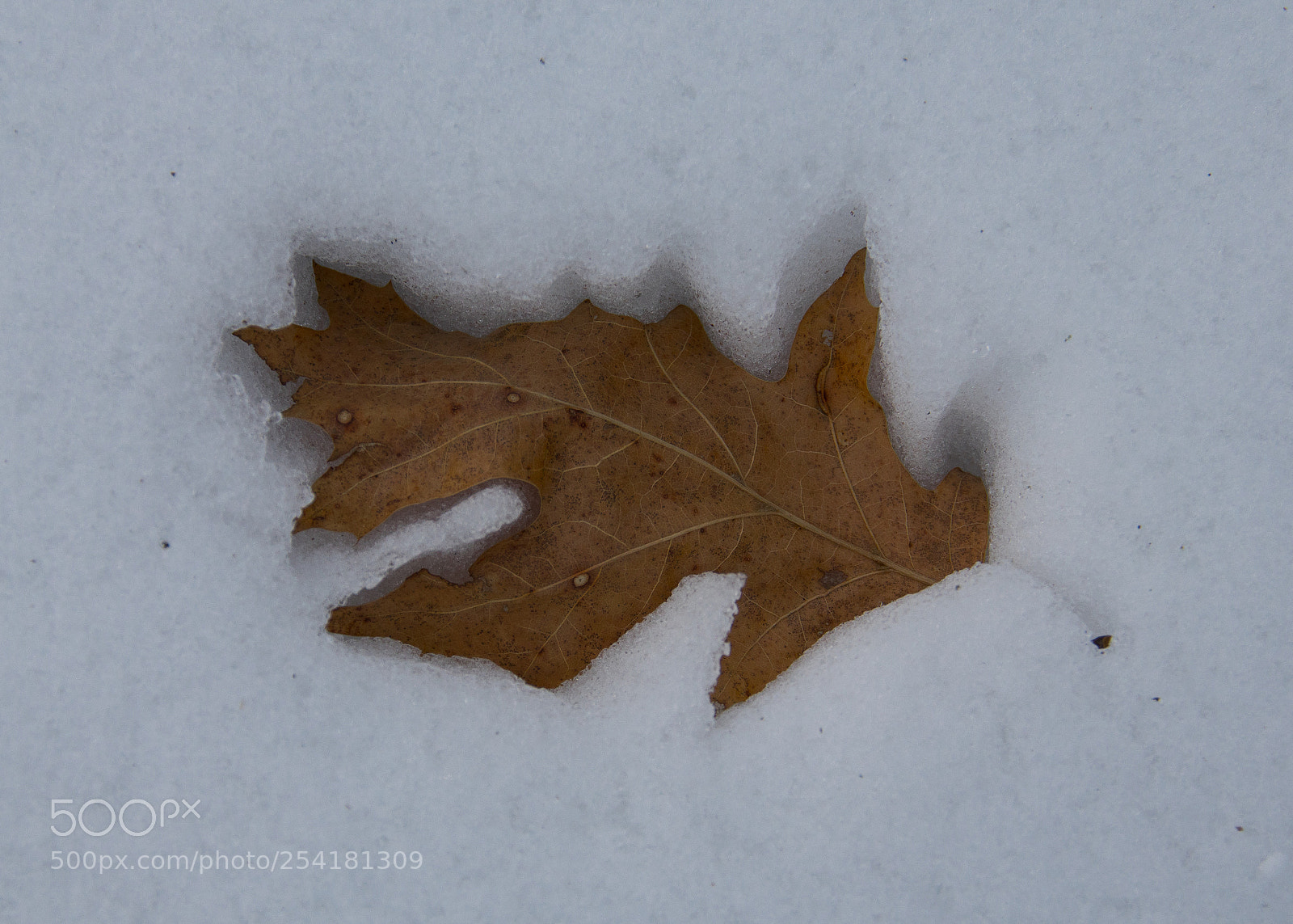 Pentax K-3 II sample photo. Niche photography