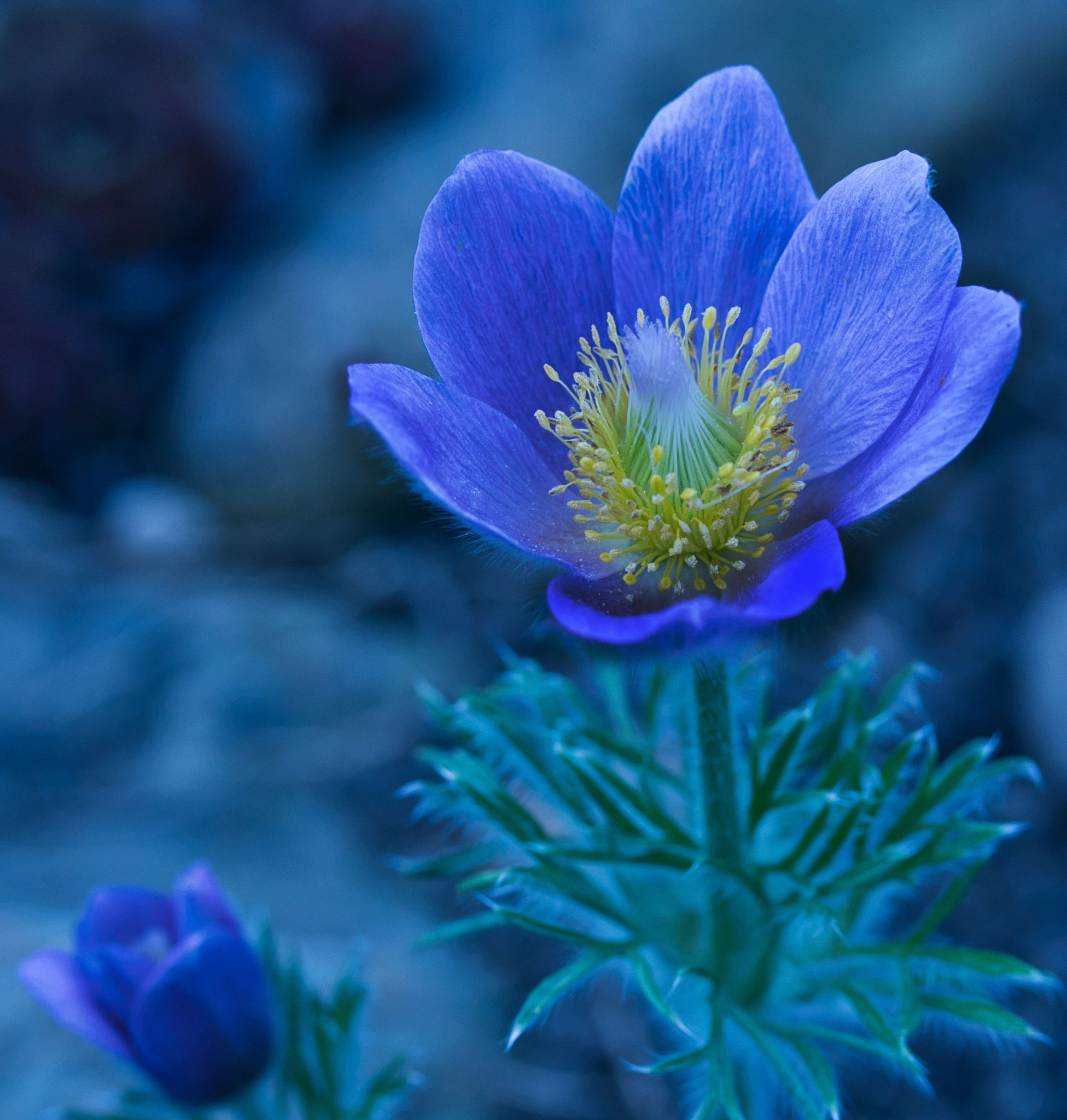 Canon EF-S 60mm F2.8 Macro USM sample photo. Flowx0201 photography