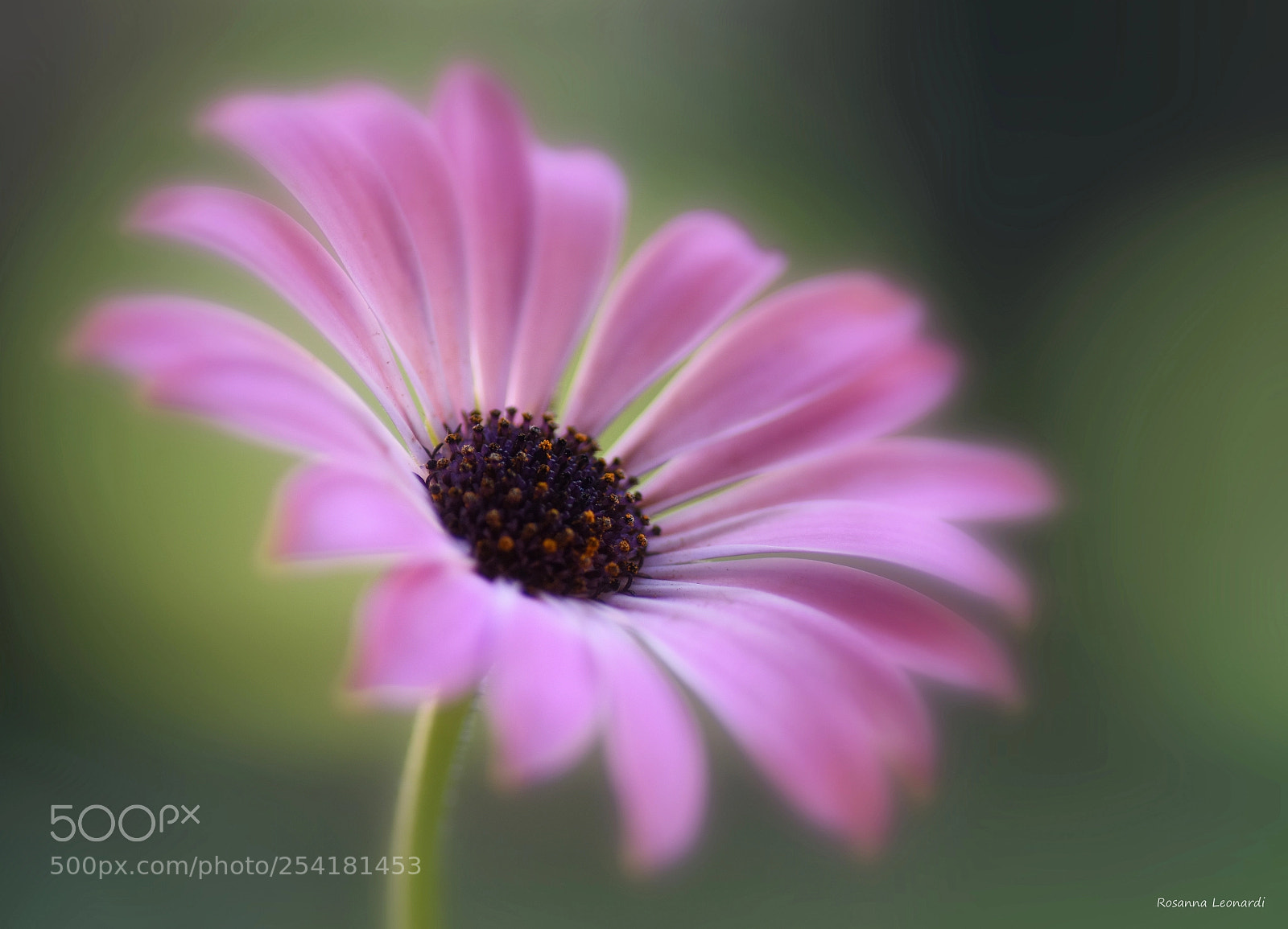 Nikon D7200 sample photo. Softness photography