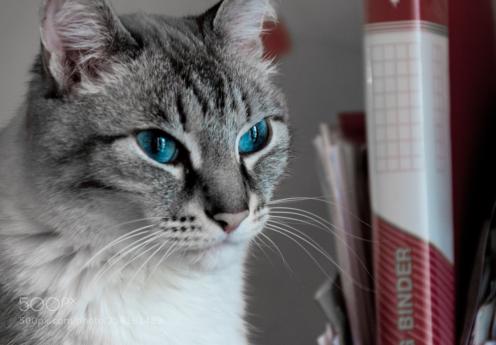 Nikon D300 sample photo. Office hunter photography