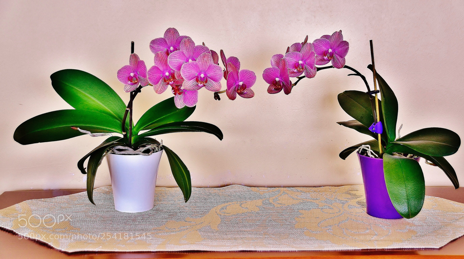 Nikon D7000 sample photo. My orchides photography