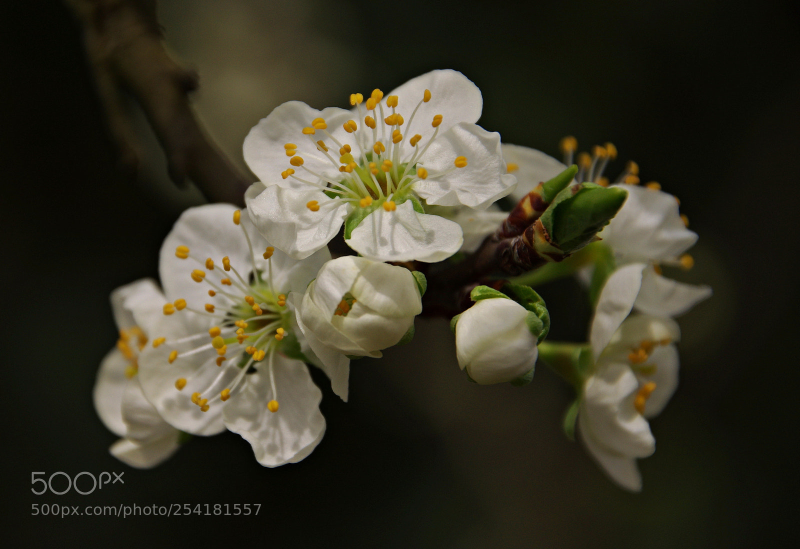Pentax K-3 sample photo. Cherry flower photography