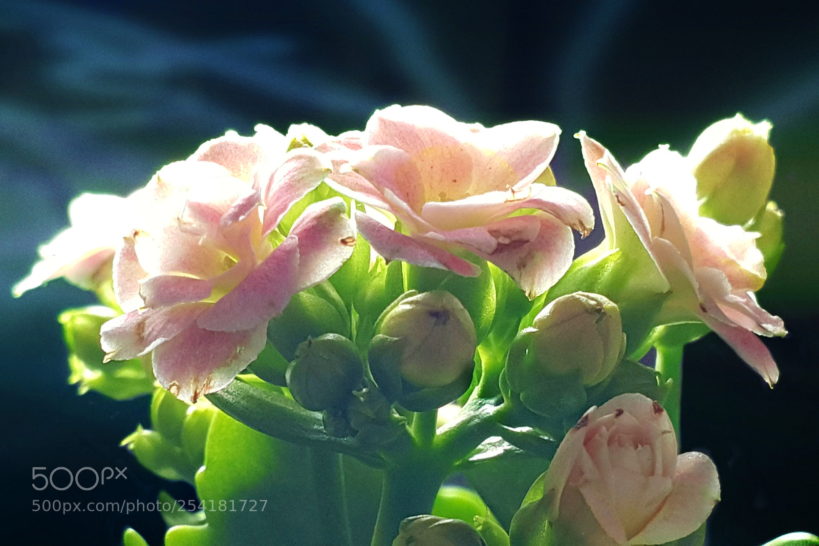 Samsung Galaxy Note4 sample photo. 289 photography
