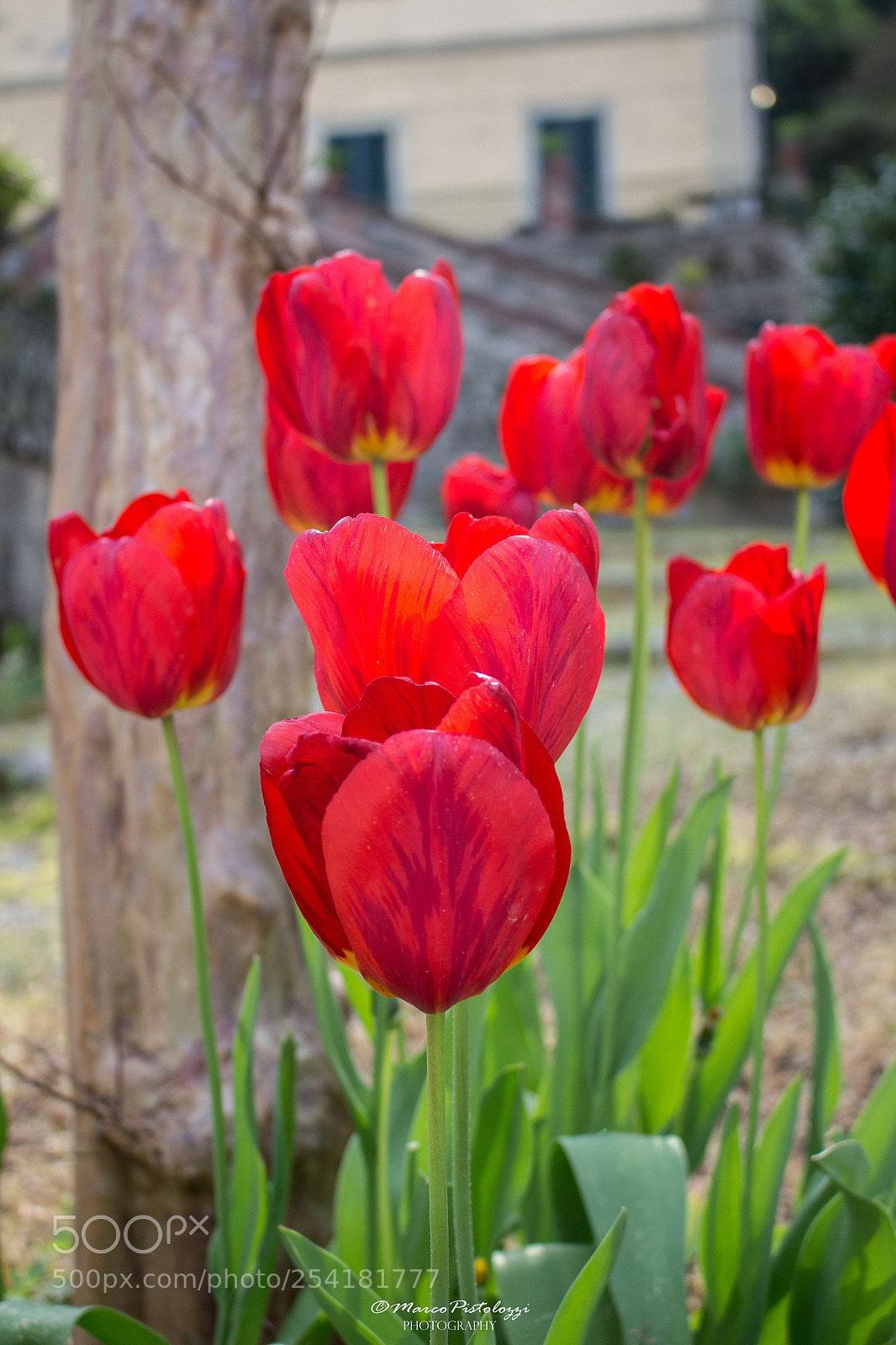 Canon EOS 700D (EOS Rebel T5i / EOS Kiss X7i) sample photo. Tulipani photography