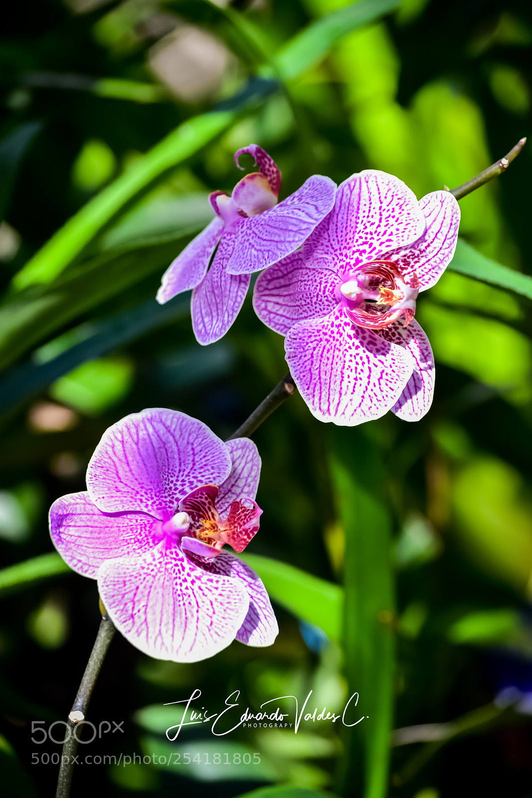 Nikon D7200 sample photo. A flowers photography