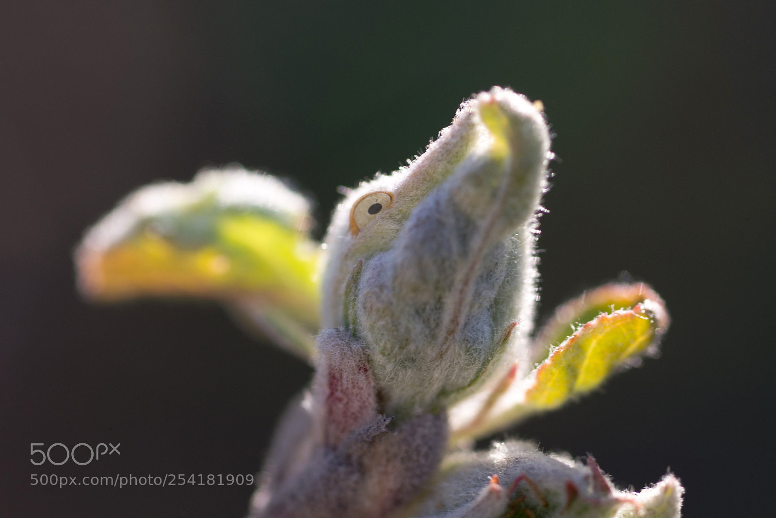 Nikon D600 sample photo. Почки с глазками photography