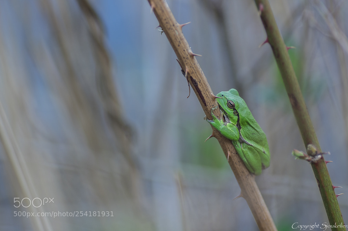 Pentax K-3 sample photo. Enjoy photography