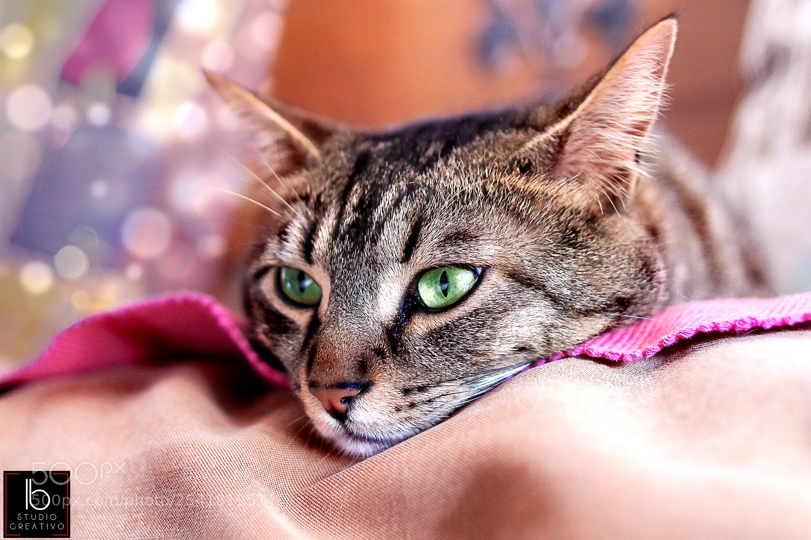 Pentax K-1 sample photo. Artù photography