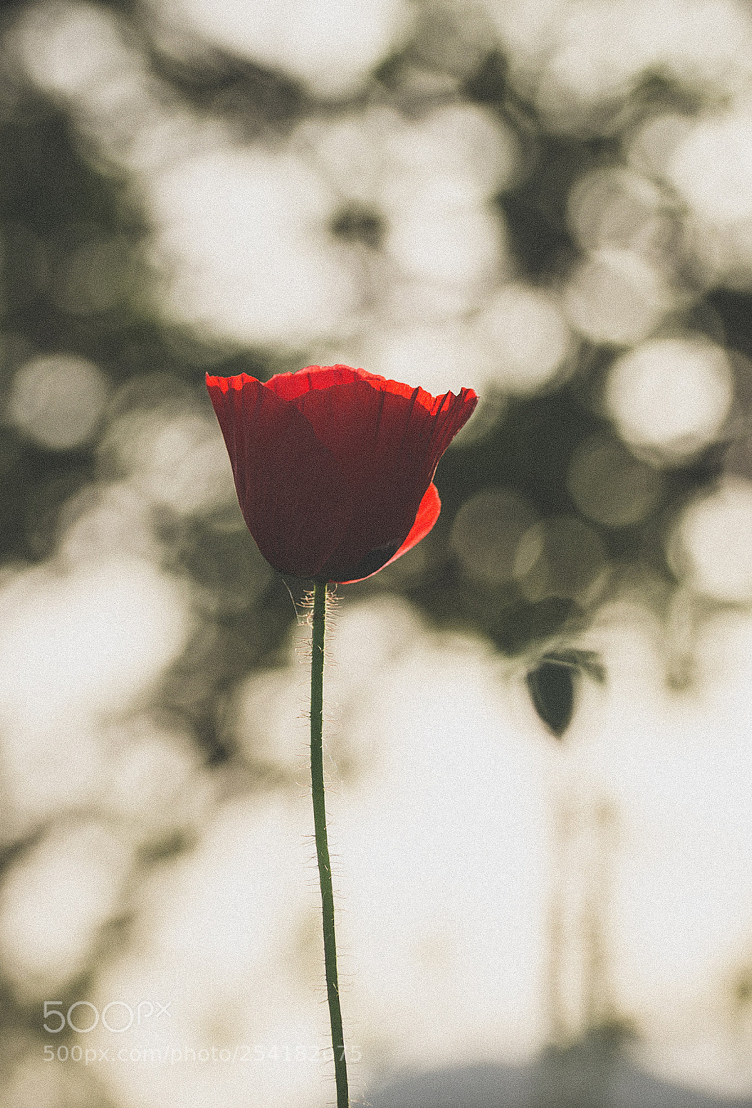 Nikon D7000 sample photo. Poppy flower photography