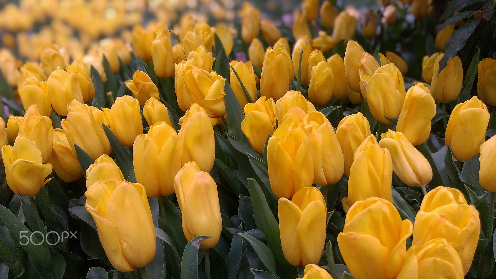 HTC ONE (M8 EYE) sample photo. Yellow tulips photography