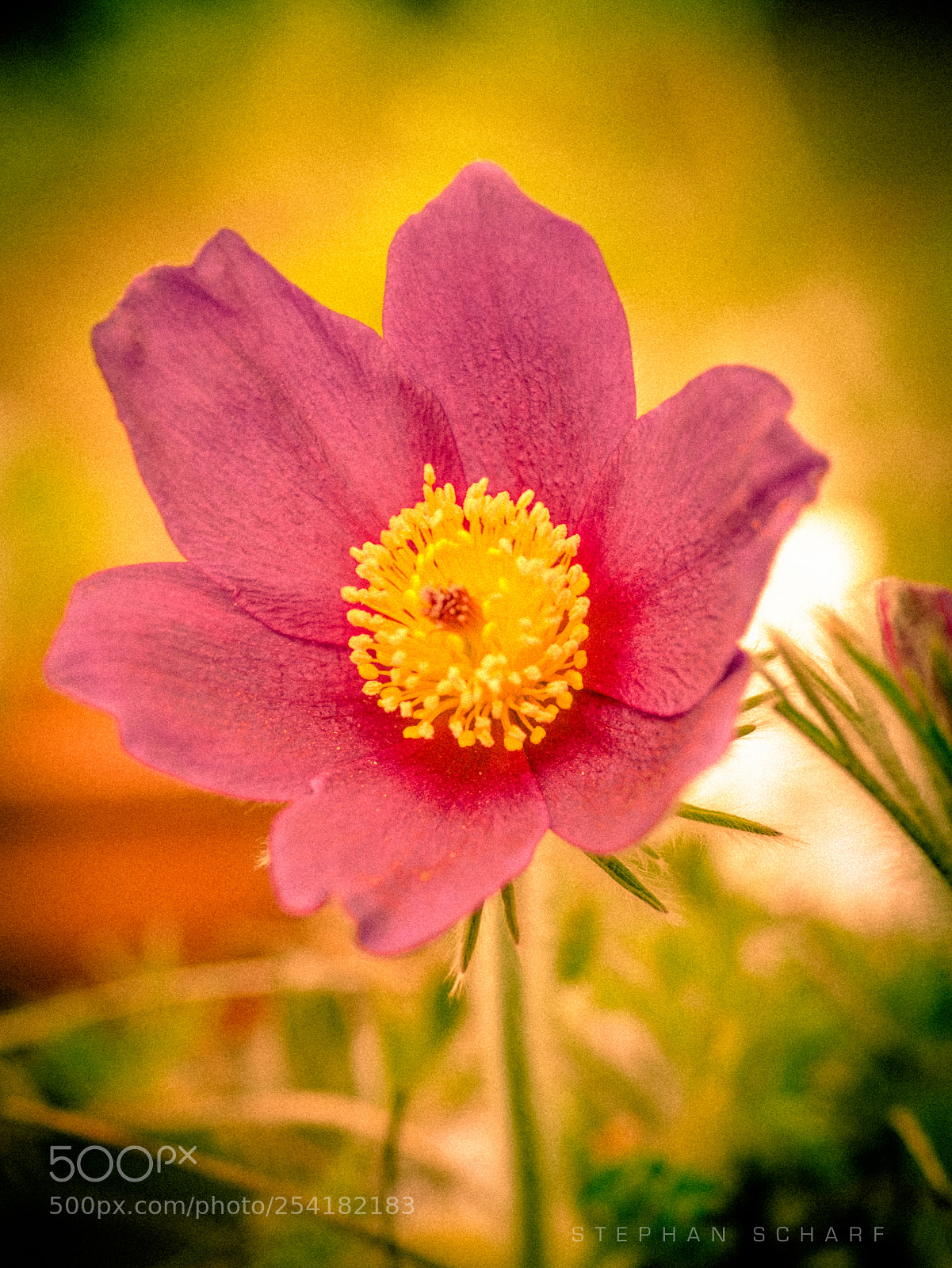 Fujifilm X-T10 sample photo. Anemone photography
