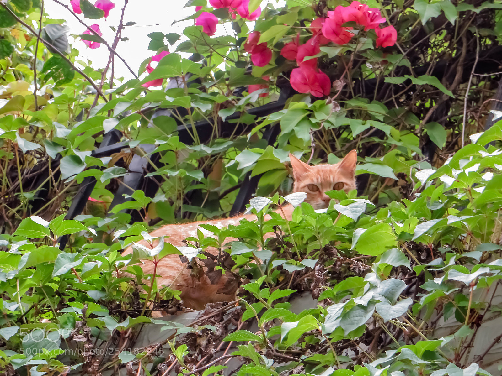Canon PowerShot SX240 HS sample photo. 注视 photography