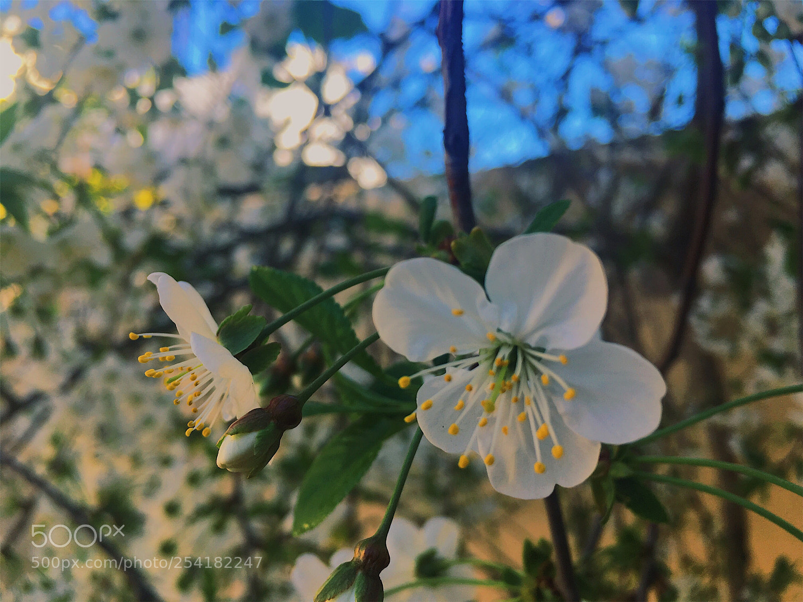 Apple iPhone SE sample photo. Blooming photography