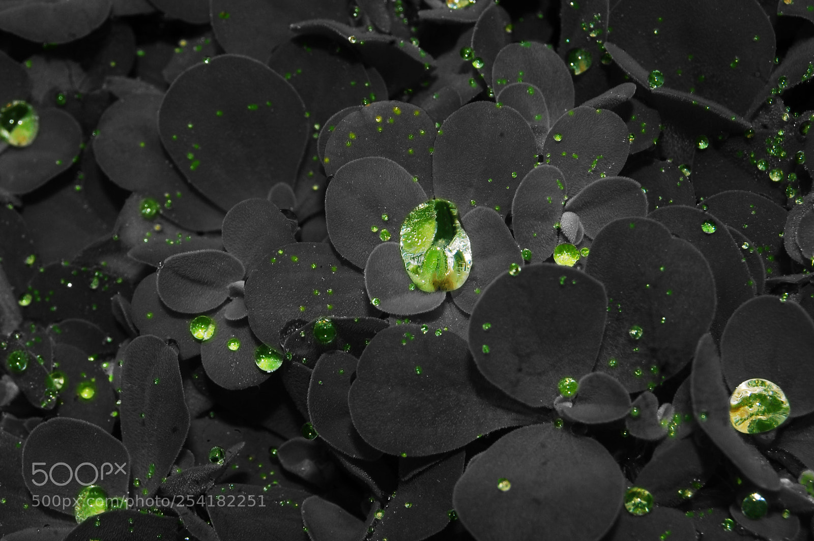 Nikon D50 sample photo. Standing out droplets photography