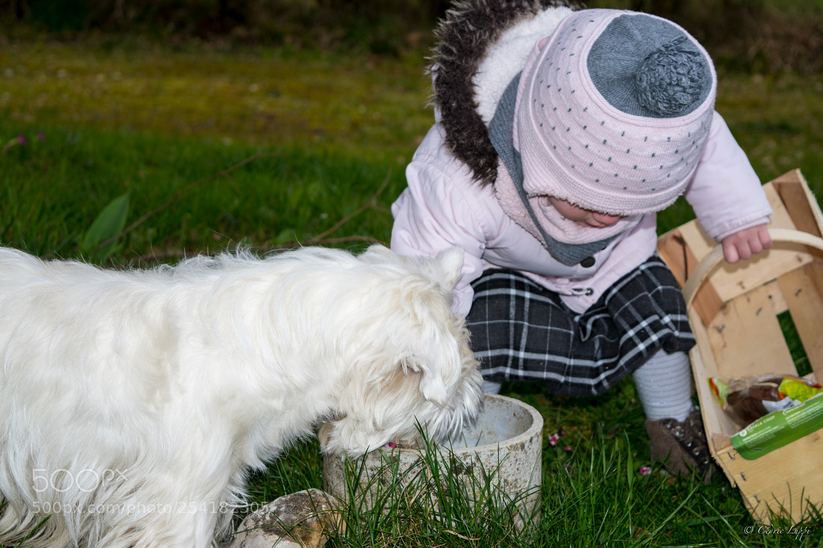 Nikon D5500 sample photo. Chien truffier/chien chocolatier photography