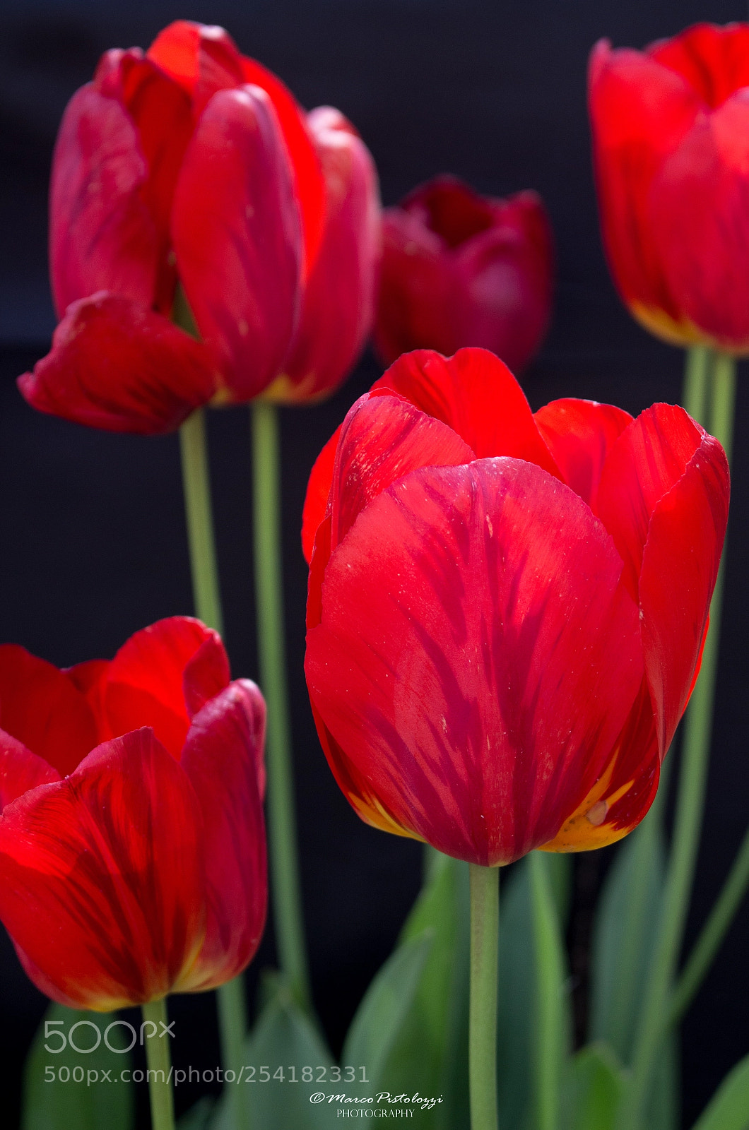 Canon EOS 700D (EOS Rebel T5i / EOS Kiss X7i) sample photo. Tulipani photography