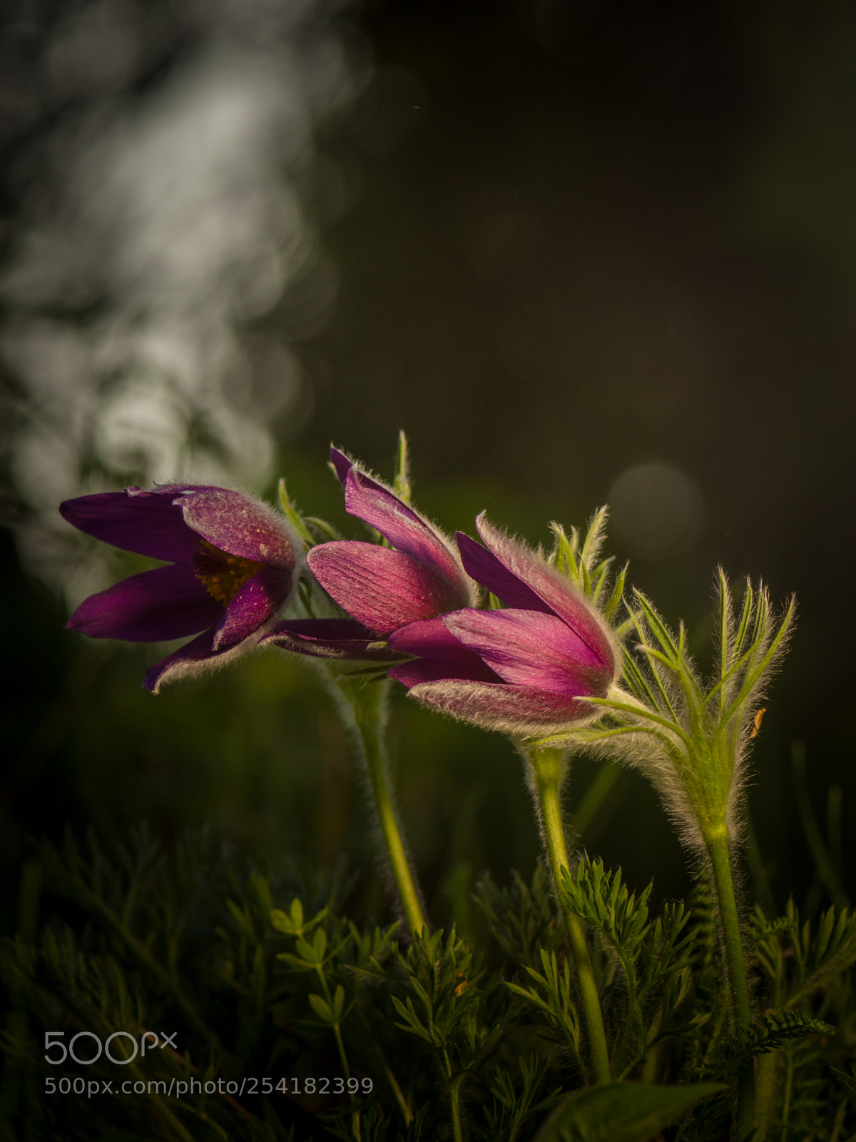 Nikon D7200 sample photo. Pulsatilla vulgaris photography