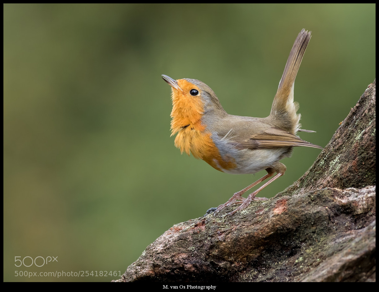 Canon EOS 7D Mark II sample photo. Robin / roodborst. photography