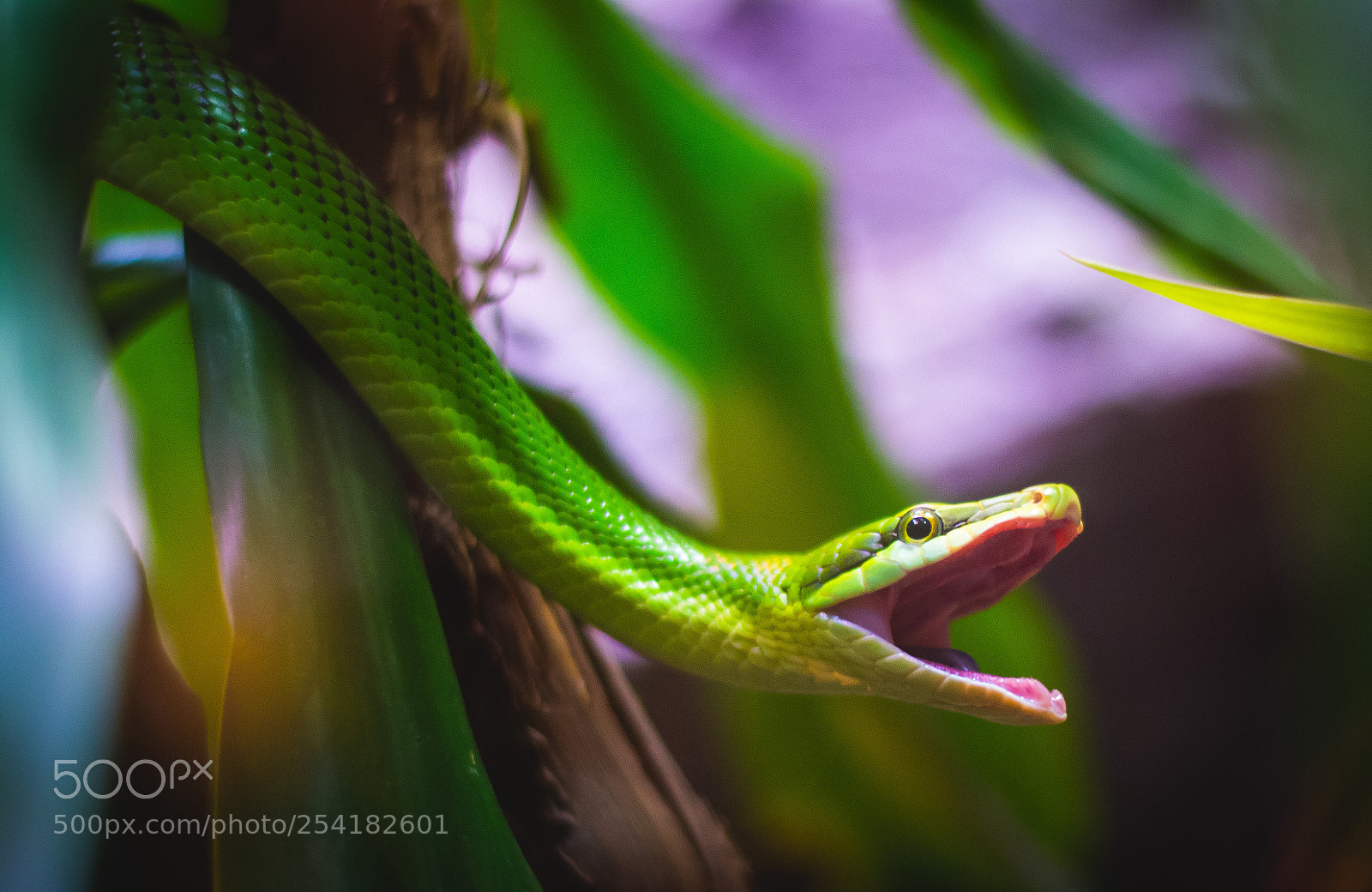 Nikon D5200 sample photo. Snake photography