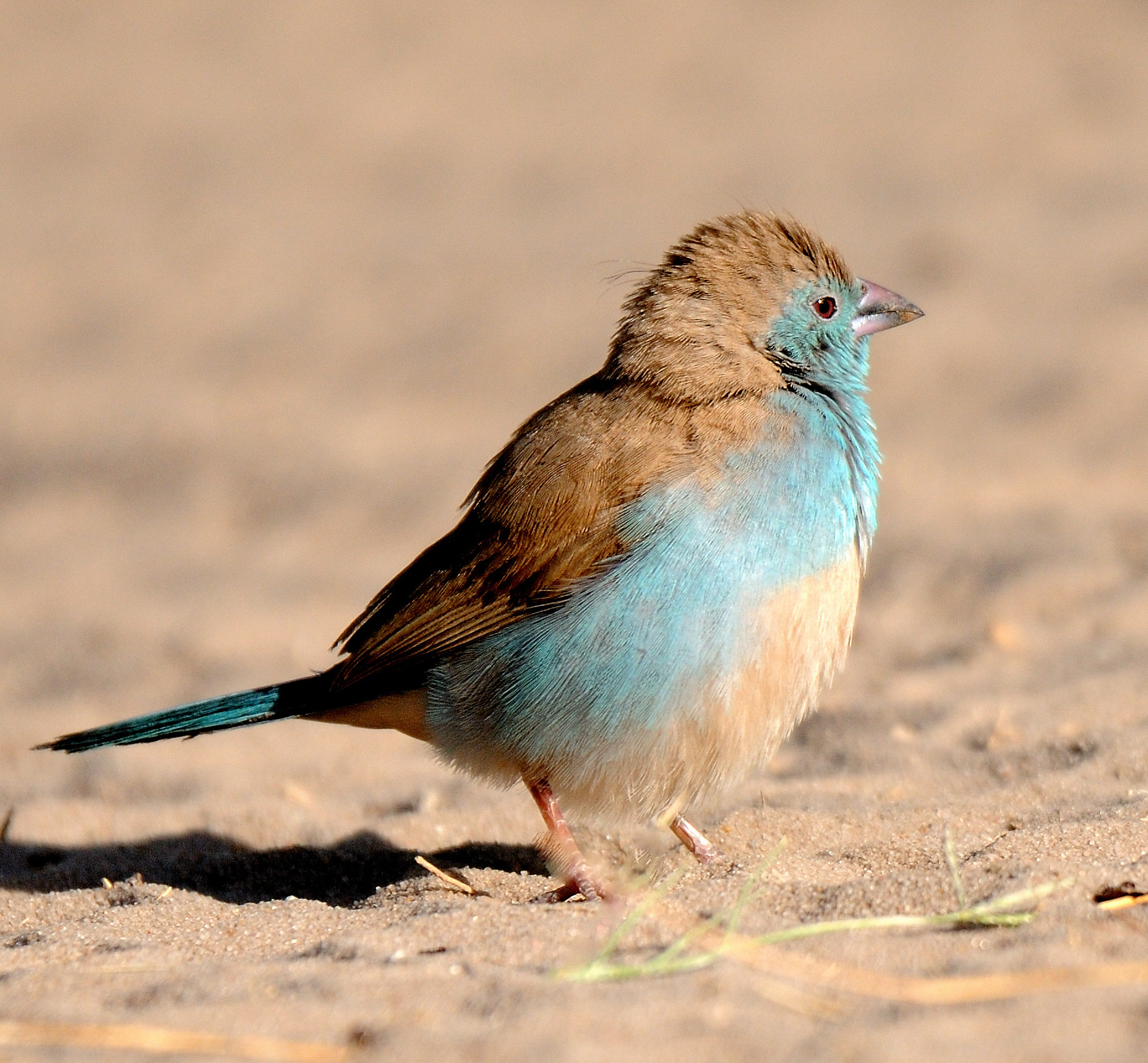 Nikon D300 sample photo. Astrild cordon bleu observed at moremi in botswana photography
