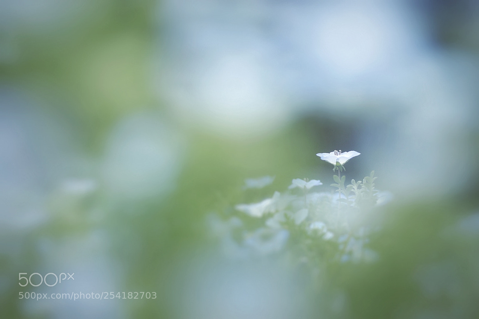 Canon EOS 6D Mark II sample photo. ネモフィラの海の中… photography