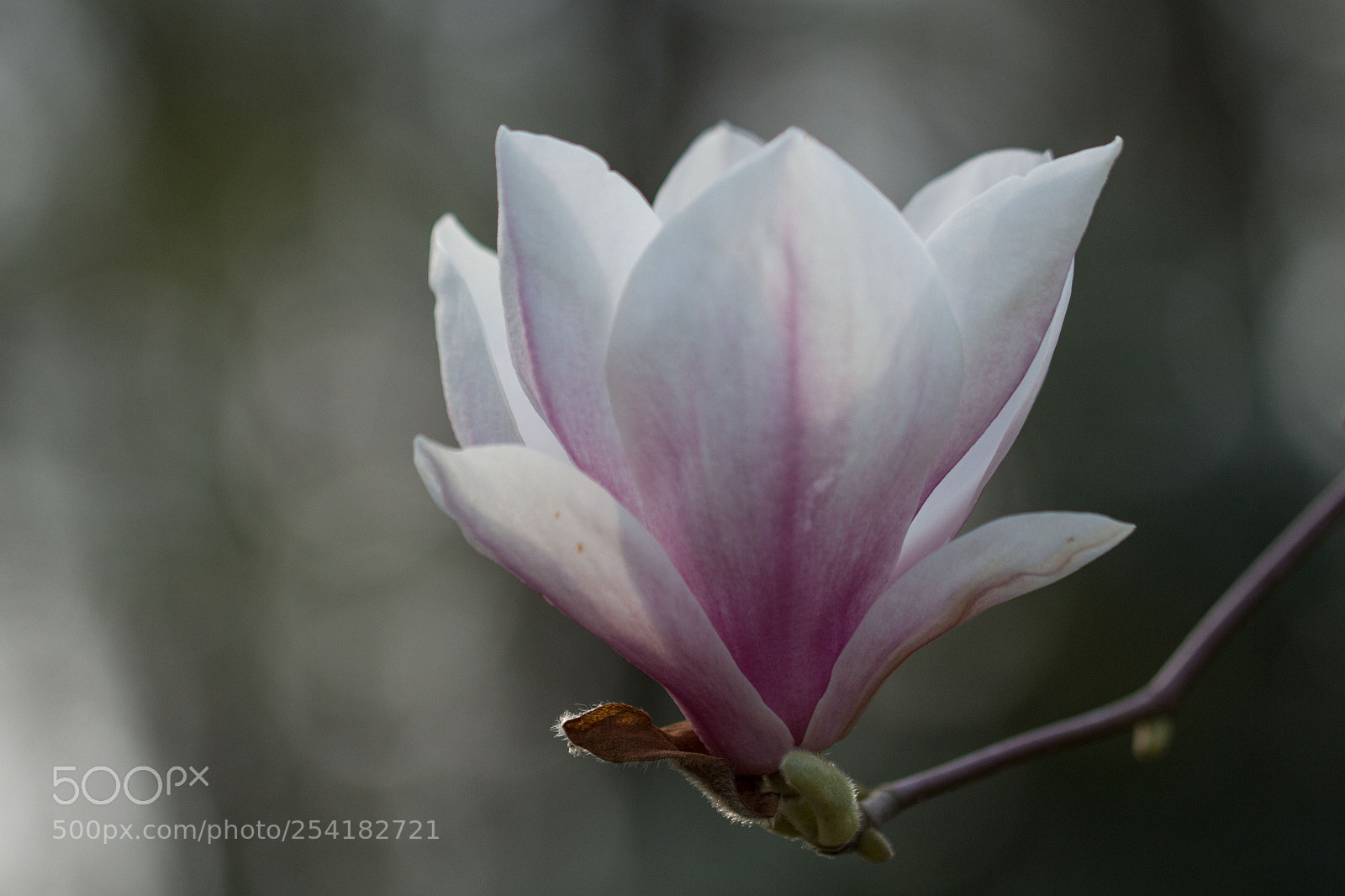 Canon EOS 700D (EOS Rebel T5i / EOS Kiss X7i) sample photo. Magnolia photography