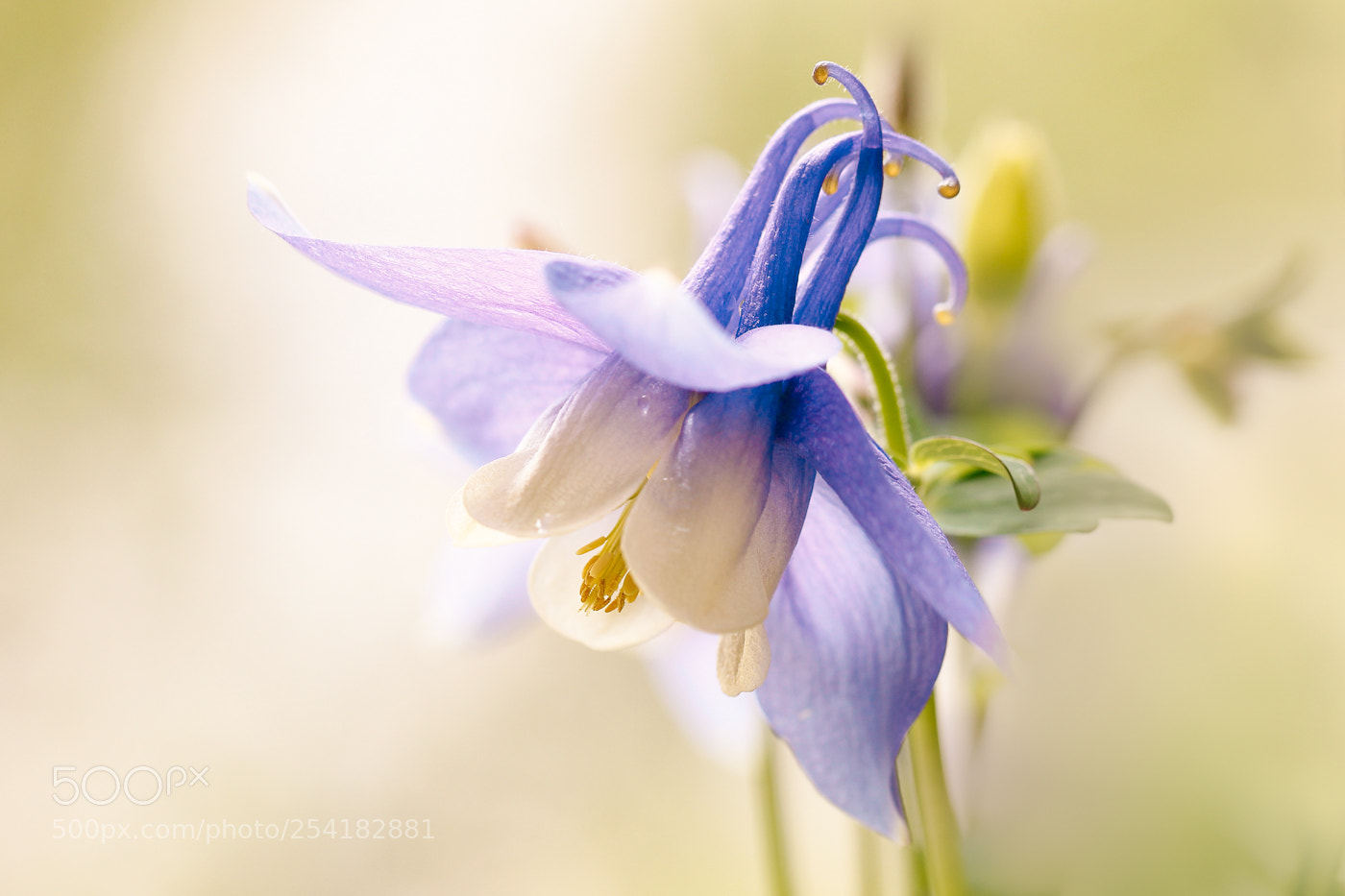 Canon EOS 550D (EOS Rebel T2i / EOS Kiss X4) sample photo. Aquilegia photography