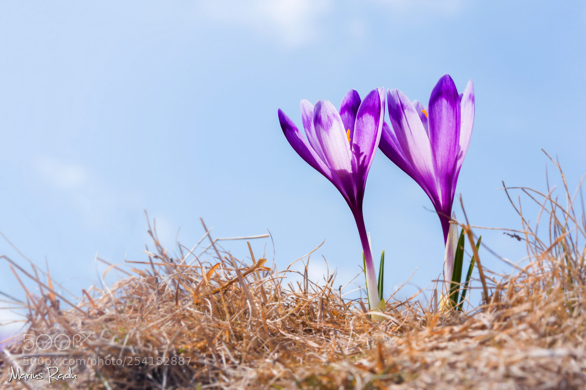Canon EOS 70D sample photo. Dreamy crocuses photography