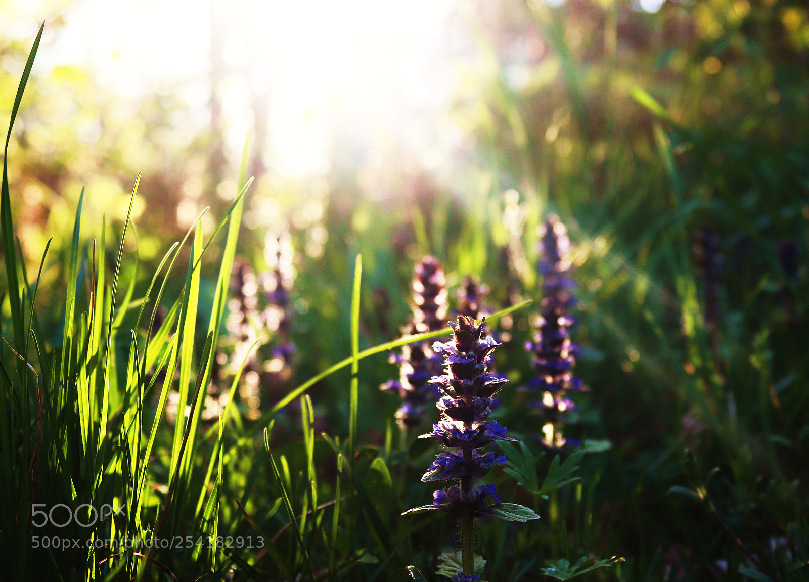 Canon EOS 77D (EOS 9000D / EOS 770D) sample photo. Untitled photography