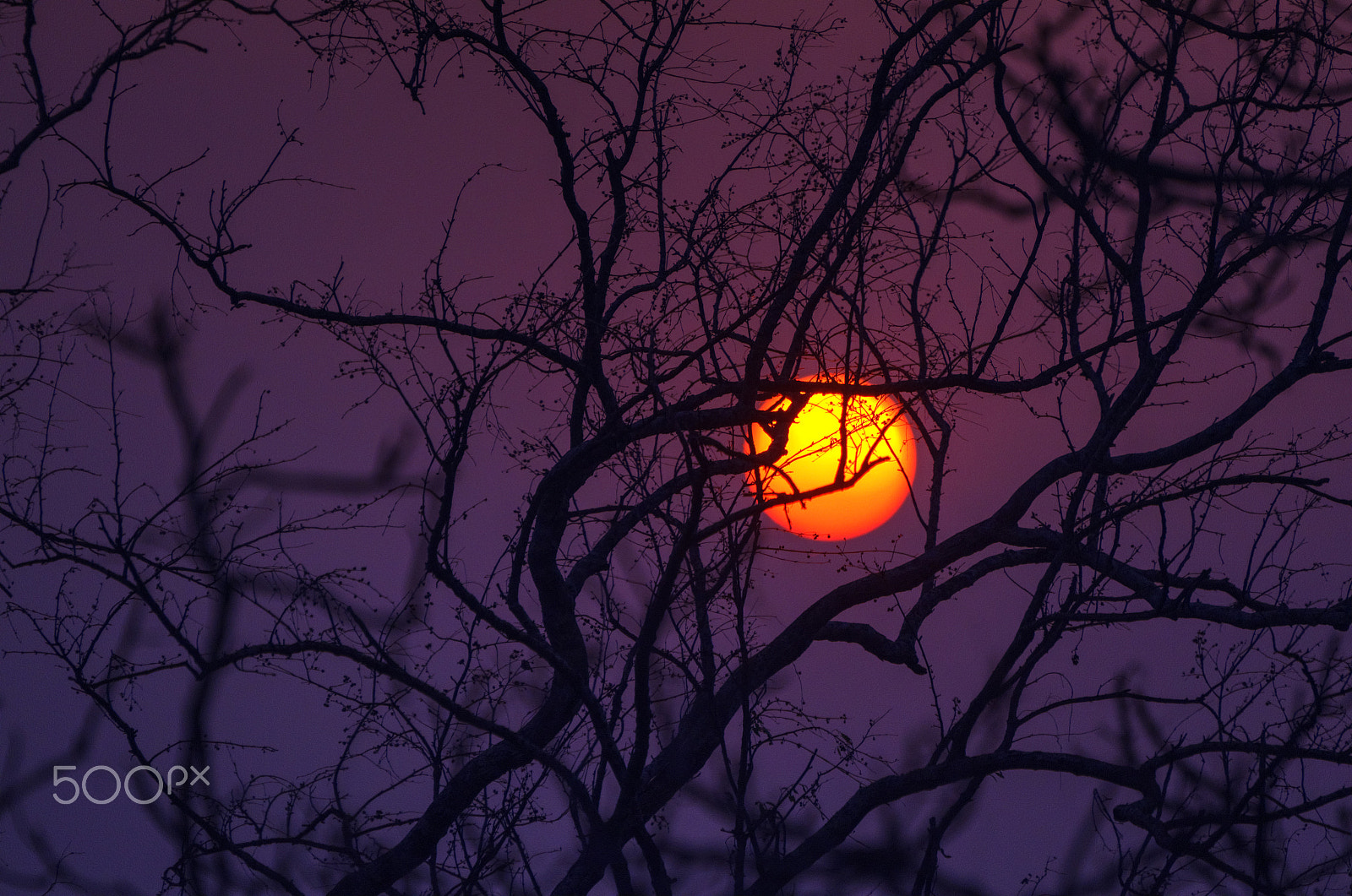 Nikon D5100 sample photo. 50 shades of magenta? photography