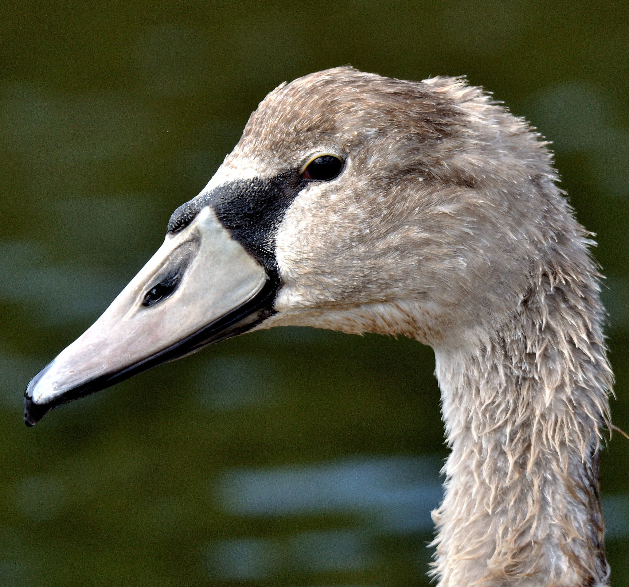 Nikon D90 sample photo. Flamingo sub-adult  at salins d'hyères photography