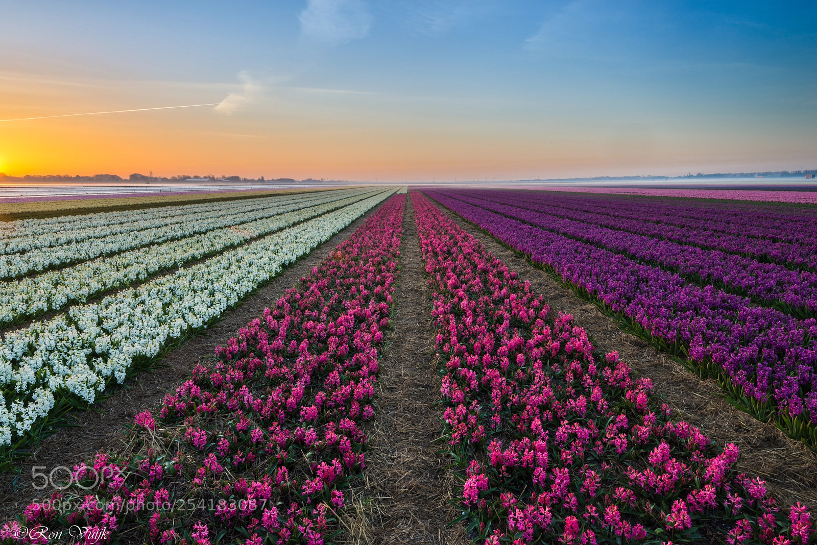 Nikon D800E sample photo. Hyacinths photography