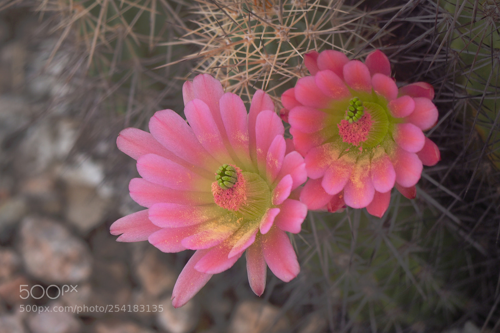 Olympus OM-D E-M10 sample photo. Hedgehog cactus blossoms photography