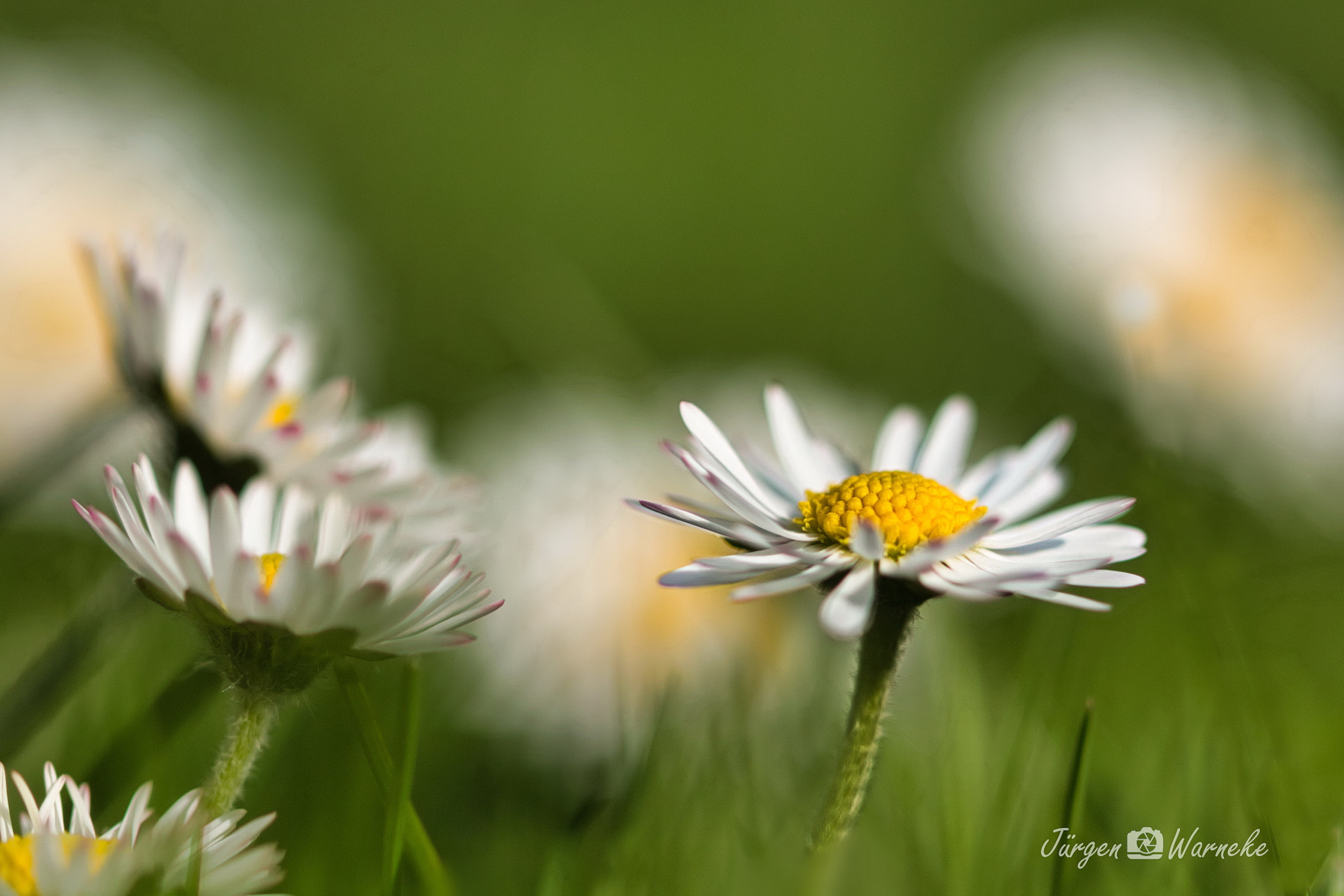 Canon EF 100mm F2.8L Macro IS USM sample photo. Der sonne entgegen photography