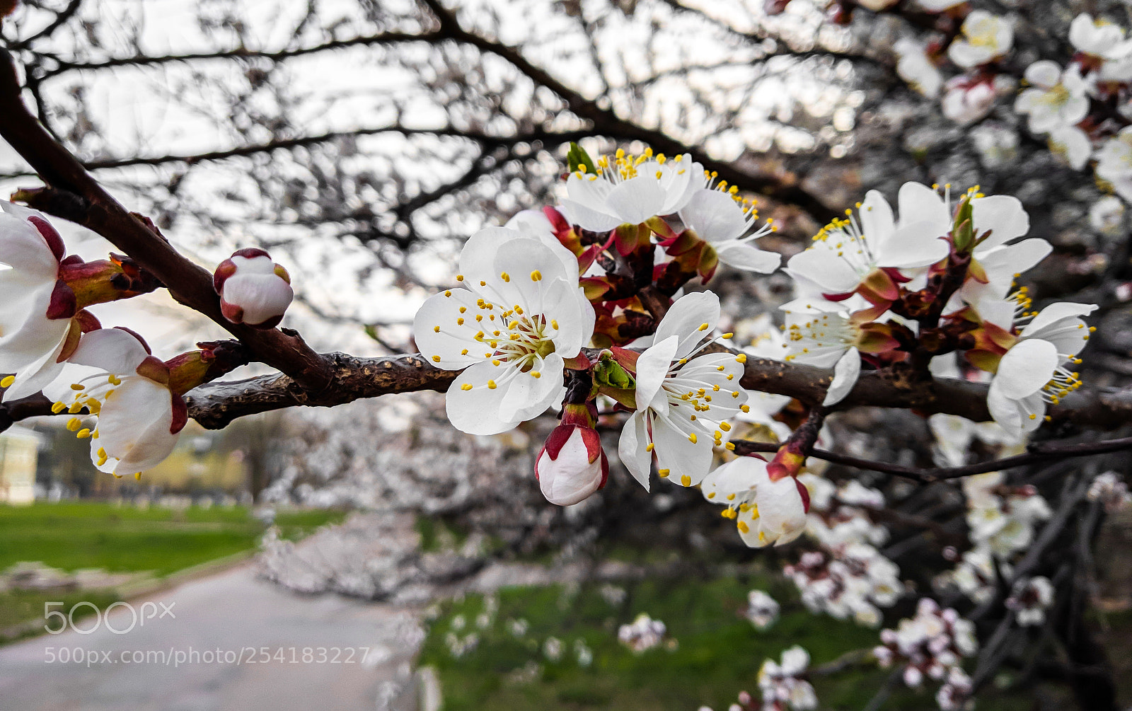 Xiaomi Mi A1 sample photo. Spring has come photography