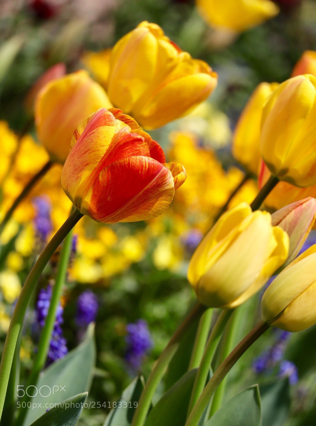 Canon EOS M50 (EOS Kiss M) sample photo. Tulips photography