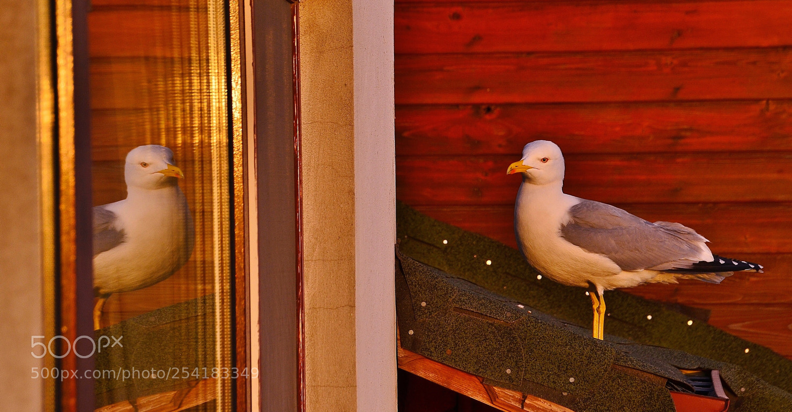 Nikon D7000 sample photo. Seagull & reflection photography