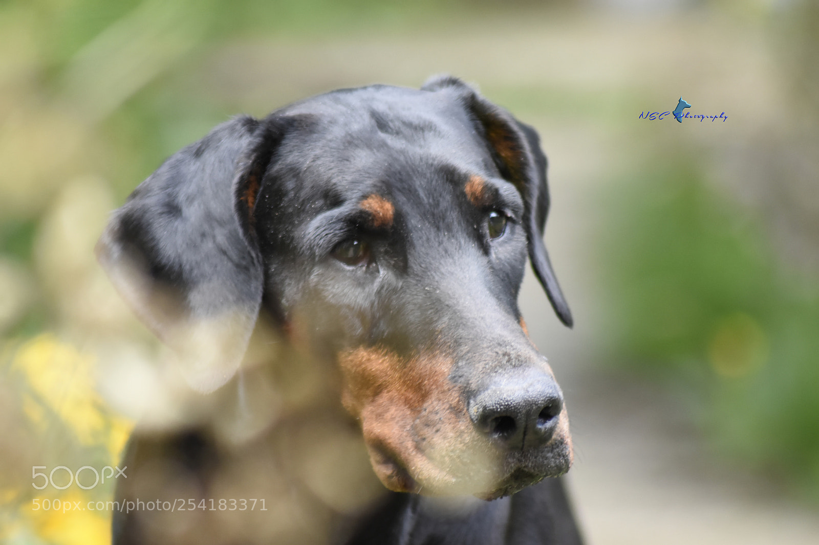 Nikon D5500 sample photo. ♠chiswick my love♥ photography