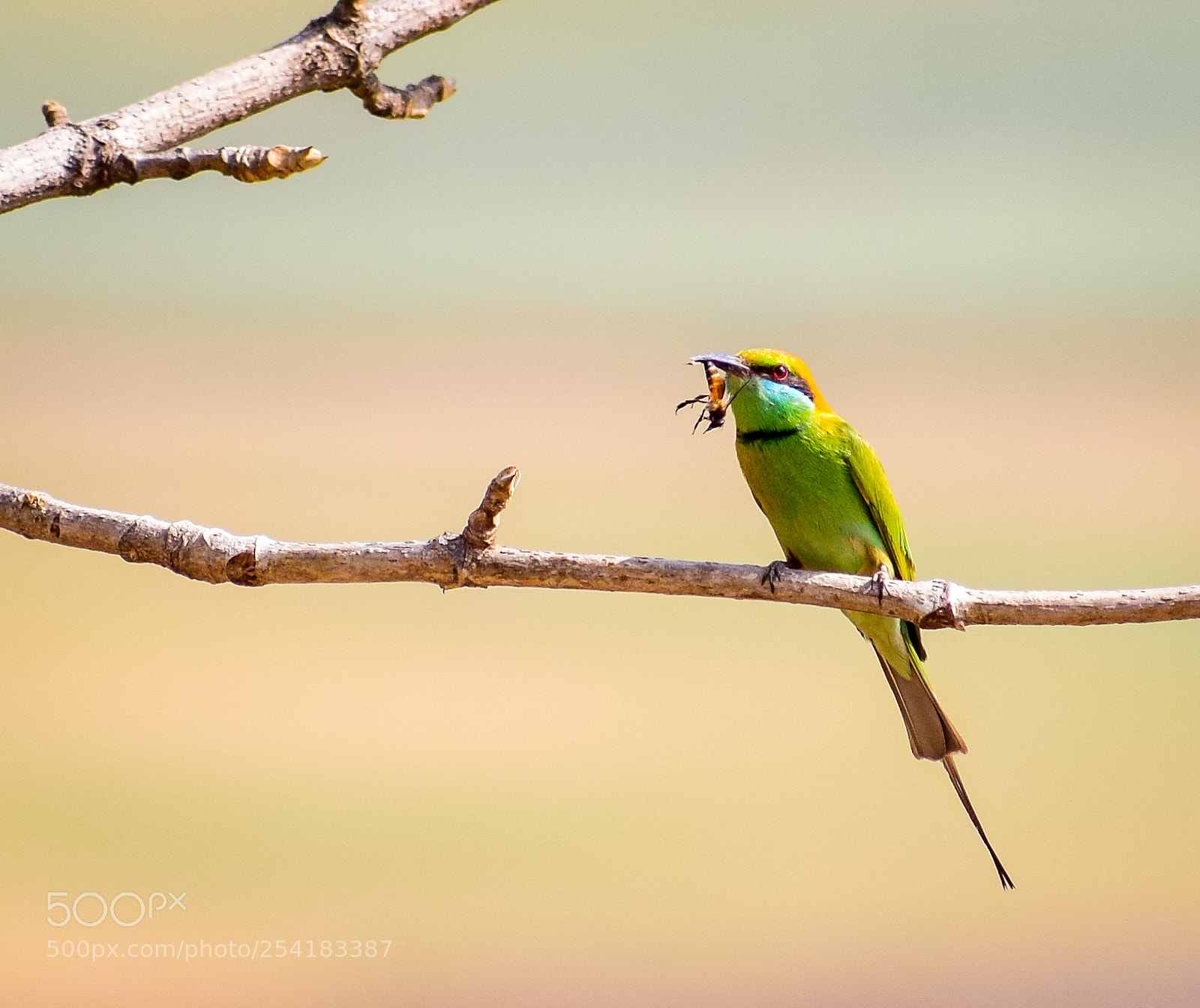 Nikon D5300 sample photo. Bee-eater with it's favourite photography